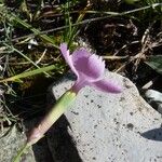 Dianthus sylvestris ᱵᱟᱦᱟ