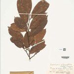 Naucleopsis oblongifolia Yaprak