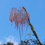 Phragmites mauritianus Flower