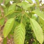 Tabebuia rosea Leaf