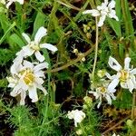 Tripleurospermum maritimum പുഷ്പം