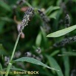 Sporobolus alopecuroides Fruit