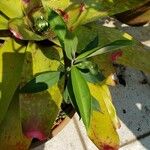 Ardisia elliptica Blatt