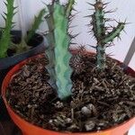 Euphorbia greenwayi Hoja