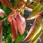 Oxydendrum arboreum Frunză