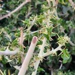 Solanum arundo Лист