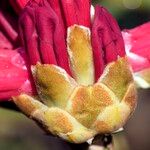 Rhododendron haematodes Цветок