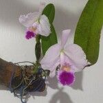 Cattleya trianaeFlor