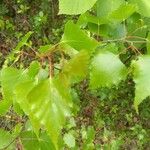 Betula populifolia Foglia