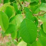 Bobgunnia fistuloides Hoja