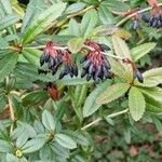 Berberis julianae Fruit