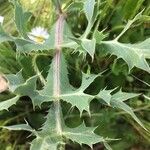 Eryngium campestreList