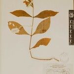 Echinacanthus attenuatus Otro