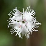 Dianthus superbus Fleur