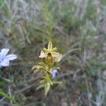 Ophrys arachnitiformis Çiçek