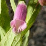 Digitalis thapsi 花
