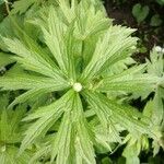 Anemone canadensis Leaf