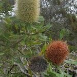 Banksia serrata Virág