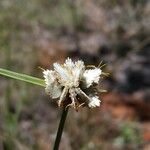 Cyperus niveus Цветок