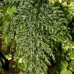 Vandenboschia speciosa Leaf