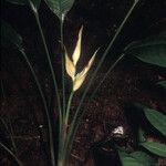 Heliconia lourteigiae Кветка