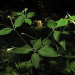 Spigelia hamellioides Tervik taim