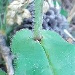 Hieracium prenanthoides Leaf