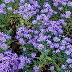 Aster amellus Hábitos