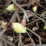 Corylopsis pauciflora Bloem