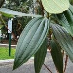 Tibouchina granulosa ഇല