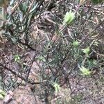 Helianthemum syriacum Hoja