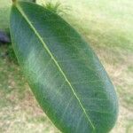 Noronhia emarginata Leaf