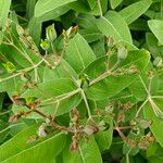 Hypericum monogynum Floare