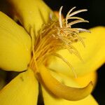 Cespedesia spathulata Flower