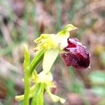 Ophrys provincialis Çiçek