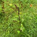 Rumex conglomeratus Hostoa