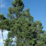 Juniperus scopulorum Hábito