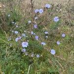 Cichorium intybusBlomst