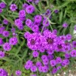 Verbena rigidaLorea