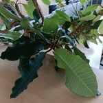 Euphorbia leuconeura List