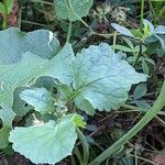 Raphanus raphanistrum Leaf