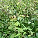 Persicaria maculosa Alia