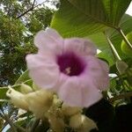 Ipomoea mauritiana Blüte