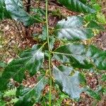Laurus novocanariensis Лист