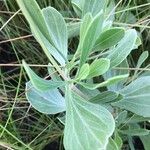 Borrichia frutescens Leaf