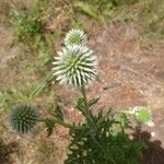 Echinops sphaerocephalusFlors