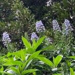 Echium candicans L.f.Кветка