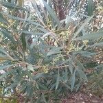 Acacia confluens List