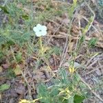 Nicotiana acuminata Flor