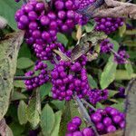 Callicarpa americana Φρούτο